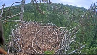 10h25m33s juras erglis Treecreeper ant blue tit in the nest [upl. by Fraser]