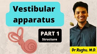 Vestibular apparatus  Part 1  physiology mbbs Structure of crista ampullaris and macula [upl. by Ruff]