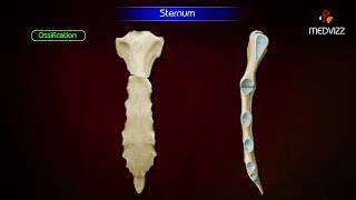 Sternum ‎Anatomy  Osteology  Animation  Parts  Location  Attachments and Clinical correlation [upl. by Enixam947]