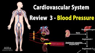 CARDIOVASCULAR REVIEW 3 CONTROL of BLOOD PRESSURE ALL MECHANISMS Animation [upl. by Solotsopa]