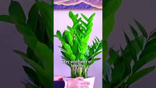 How to Keep Your zz plant or Money Plant Healthy in the Summer Heat [upl. by Burman]