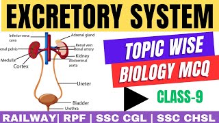 Understanding the Excretory System Architecture and Function  biology series class 9 [upl. by Oirevlis]