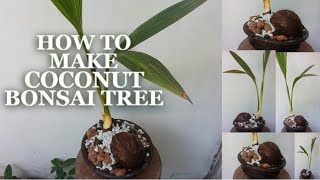 How To Make Coconut Bonsai Tree amp Growing TipsGREENPLANT [upl. by Nguyen]