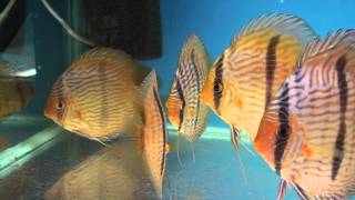 Symphysodon discus quotAbacaxis Blue Face Heckelquot [upl. by Borreri773]