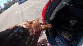 Falconry Red Tailed Hawk Skye Catches Squirrel [upl. by Koloski406]