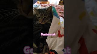 This cat is a genius amp gets physics cat [upl. by Oninotna667]