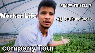 My agriculture 🧑‍🌾 company tour in South Korea🇰🇷  Working life of korea [upl. by Akimik]