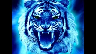 Chinese Astrology Water Tiger [upl. by Cohen]