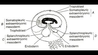 Parts of the extraembryonic mesoderm  Splanchnopleuric Somatopleuric Parietal Visceral [upl. by Marabel]