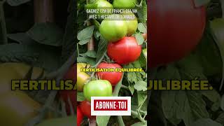 12 MILLIONS PAR ANNÉE AVEC TOMATES agriculture [upl. by Navy]