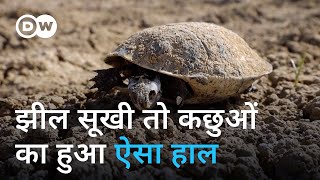 खतरे में ट्यूनीशिया के साफ पानी के कछुए Rehousing Tunisias threatened freshwater turtles [upl. by Tertius]