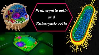 Prokaryotic cells and Eukaryotic cells [upl. by Enamrej]