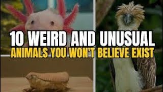 10 Weirdest Animals You Won’t Believe Exist  Strange and Unbelievable Creatures [upl. by Dempster]