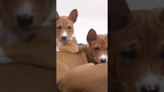 Basenji Dog Breed shortsvideo dog [upl. by Magda]