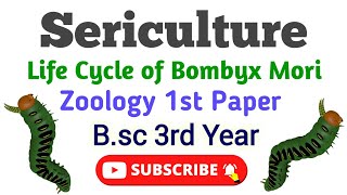 Sericulture Bsc 3rd year Zoology 1st Paper Life cycle of Bomboyx Mori रेशम उत्पादन Umesh Biology [upl. by Calvert356]