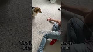 Corgi Gets Tape Stuck to His Bum [upl. by Aniar]