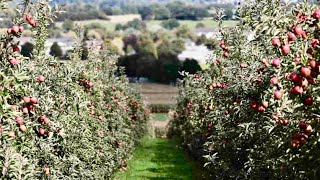 4 year old M9 apple orchard  High density apple [upl. by Shah]