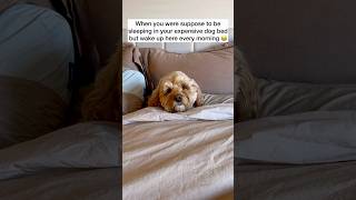 Mini Cockapoo Takes Over Owners Bed Every Morning 😂 [upl. by Kannry]