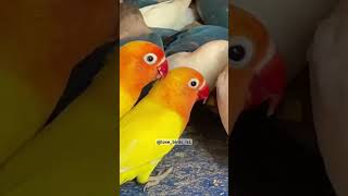 Love birds healthy food fisher love birds love birds favorite food [upl. by Yenahteb]