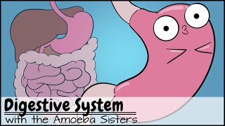 Digestive System [upl. by Catie920]