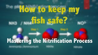 Wastewater Treatment  Nutrient Removal Intro [upl. by Ahsinyar566]