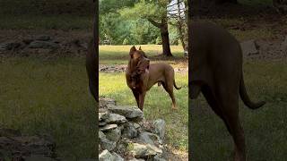 Red Mastiff newyork mastiff dog canecorso bullybreed rare happy [upl. by Happy852]