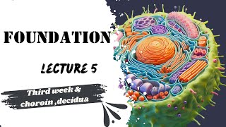 Lecture 5 embryology 3rd week development  Chorion  decidua Dr Adham Saleh [upl. by Mill]