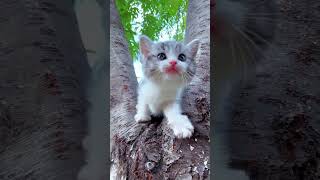 Kitten meowing to attract cats [upl. by Lynnette]