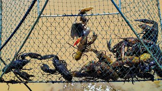 EPIC Haul Of BIG Yabbies I Hit The Yabby Jackpot Yabbying Catch And Cook [upl. by Orling931]