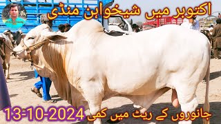 Shaikhwahan Mandi Rahim Yar Khan latest update 13 October 2024 [upl. by Anayt250]