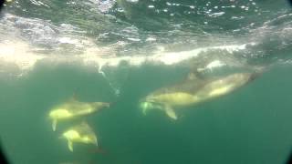 Common Dolphins with Hydrophone Audio [upl. by Zeculon]