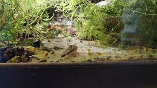 Corydoras habrosus and his yellow army [upl. by Haymes59]