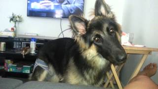 Cute german shepherd x groenendael head tilt [upl. by Lorak]