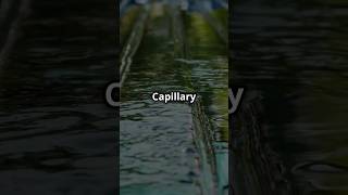 What is capillary action capillaryaction reels sciencefacts science funfacts [upl. by Ahsoek]