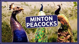 The MISSING Million Pound Minton 🦚 Peacocks Where are they [upl. by Rome]