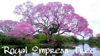 Royal Empress Tree  Paulownia tomentosa  Fastest Growing Tree In The World Paulownia [upl. by Brause]