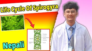 Life Cycle Of Spirogyra  Algae  Important long question for NEB and CTEVT BOARD EXAM [upl. by Lemraj]