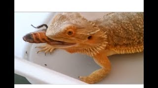 Bearded Dragon vs Madagascar Cockroach [upl. by Stafani818]