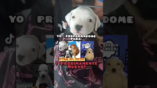 ya me ando preparando meme perros humor chems viralshorts [upl. by Takeo]