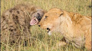 Lions vs Hyenas  Ultimate Fight Compilation [upl. by Alad]