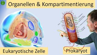 Kompartimentierung im Zytoplasma durch Zellorganellen  mit doppelter einfacher oder ohne Membran [upl. by Calderon]