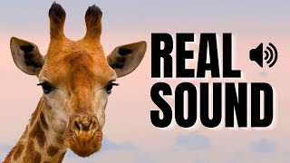 Giraffe Sound Effect  Wild Animal Sounds  Love Pets [upl. by Laverna]