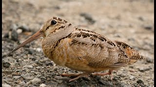 American woodcock bird dancing  Funny Video [upl. by Anrapa]