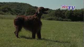 Irish Red Setter Informationen zur Rasse [upl. by Pizor21]