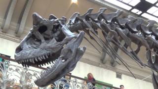 MUSEUM D HISTOIRES NATURELLES 2016 [upl. by Payson482]