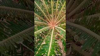 Cycas plant propagationcycasd pup removal propagationviralshorts vlog [upl. by Regina]