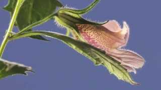 Rehmannia elata bud to flower time lapse [upl. by Niraj]