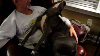 Blue Pit bull sleeping  Jelly Neck Head Bob  Lady dog Nodding Off [upl. by Arela]