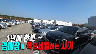 일년중에 가장 중고차를 싸게 구입할 수 있는 11월 2째주  대기업 경매장 중고차경매대행 [upl. by Brandy695]