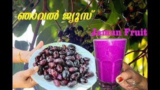 Njaval pazham Juice  ഞാവല്‍ പഴം  NERALE HANNU  Naga Palam  KILL DIABETES  BLACK JAMUN Fruit [upl. by Gnay]